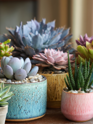 Live Succulents